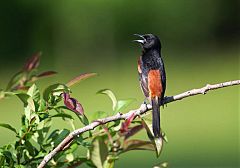 Orchard Oriole